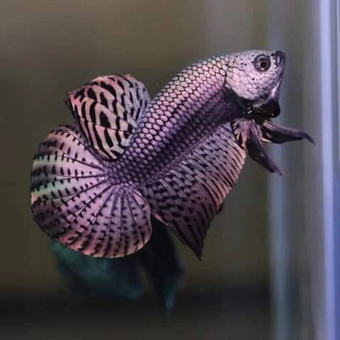 Alien Betta Copper - pair