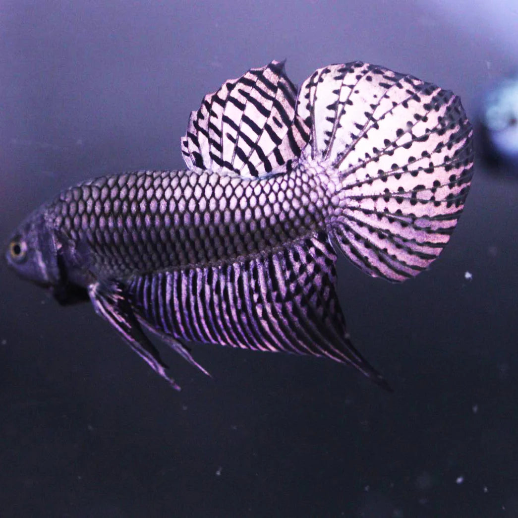 Betta Alien Cuivre - couple