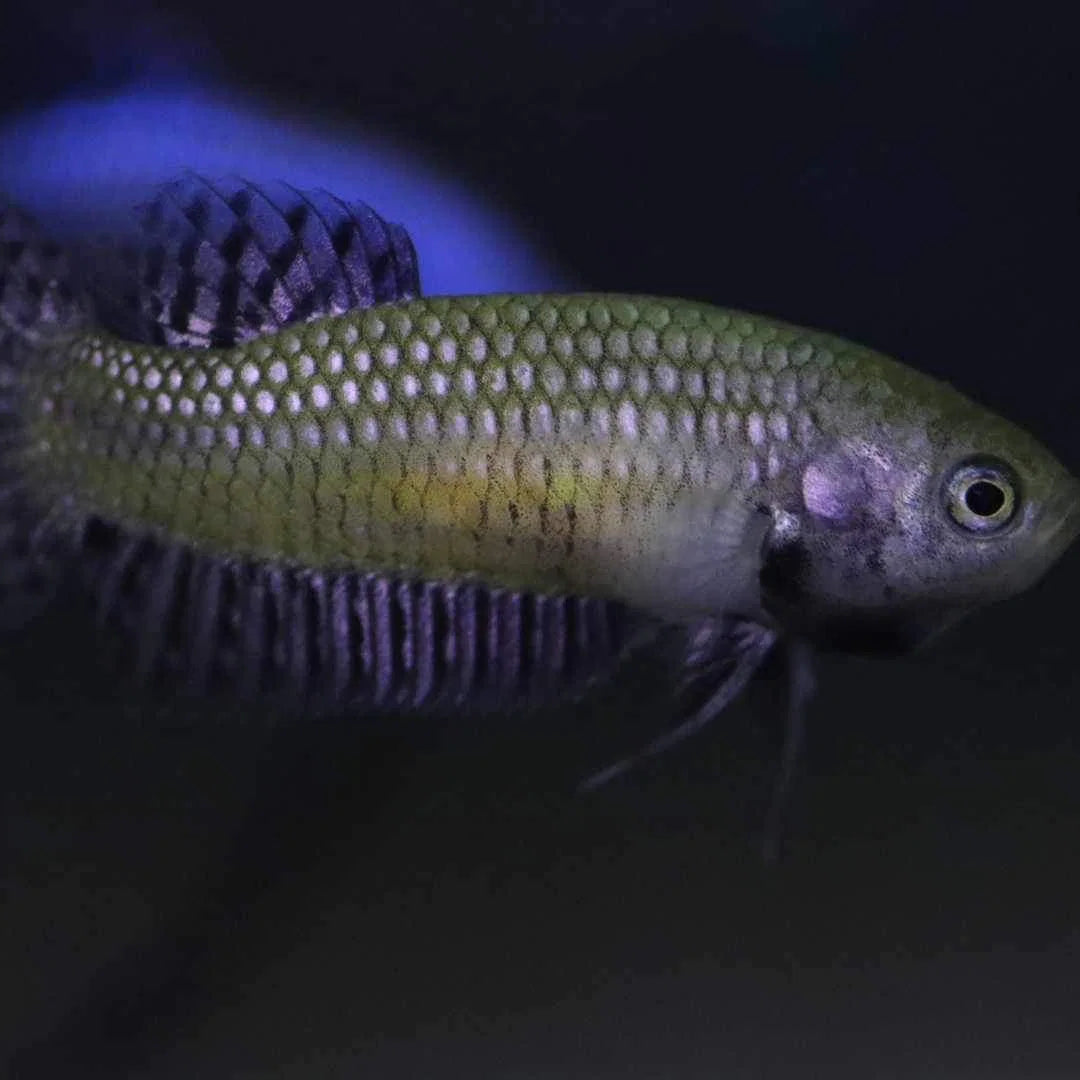 Alien Betta Copper female