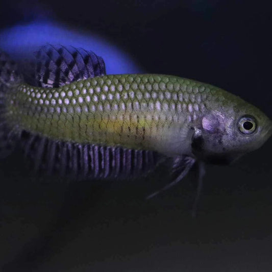 Alien Betta Copper female