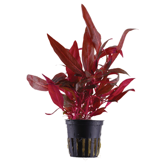 Alternanthera reineckii 'Rosanervig'