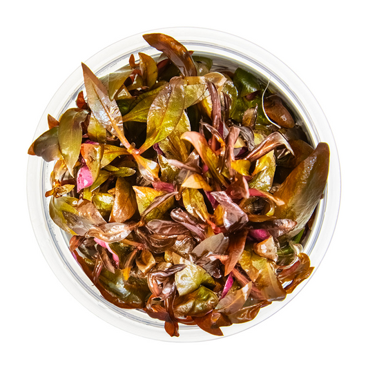 Tropica 1-2-Grow Alternanthera reineckii 'Mini'