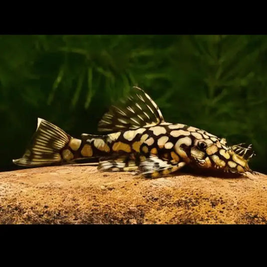 Ancistrus sp Wabenmuster (Honeycomb Bristlenose Pleco)