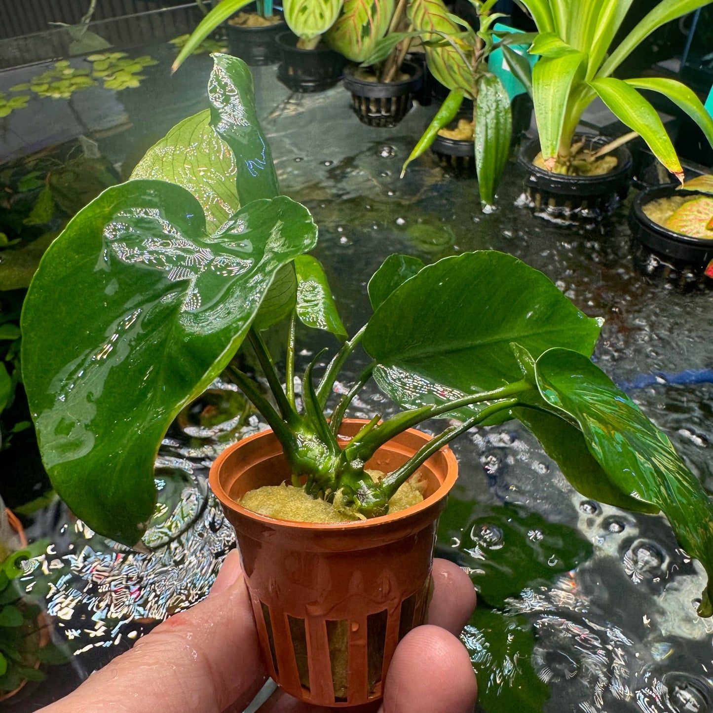 Anubias Barteri à larges feuilles AquaNova