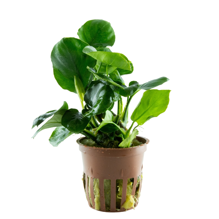 Anubias barteri Coin Leaf