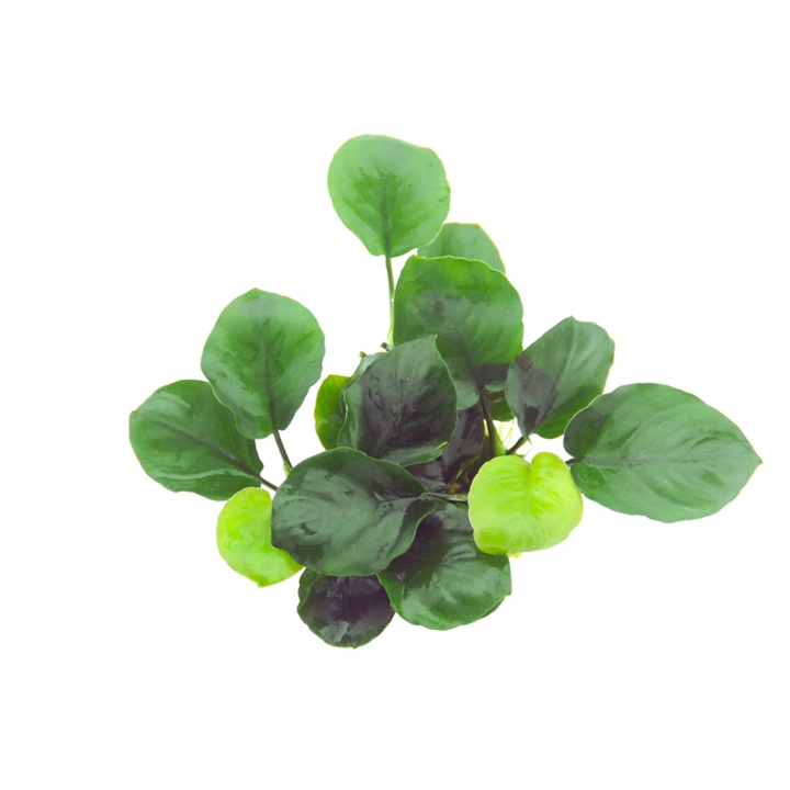 Anubias barteri Coin Leaf