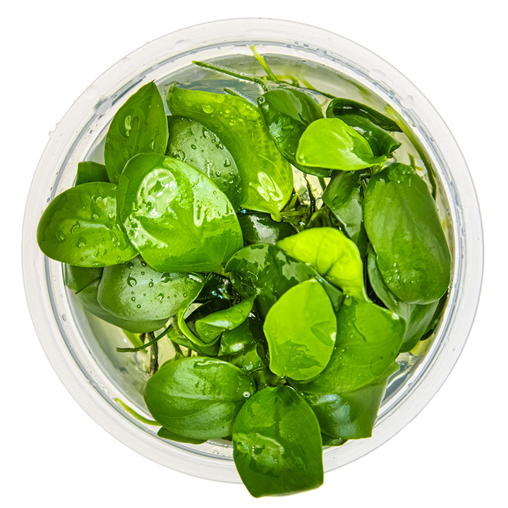 Tropica 1-2-Grrow Anubias barteri nana
