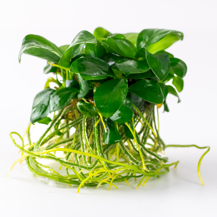 Tropica 1-2-Grrow Anubias barteri nana