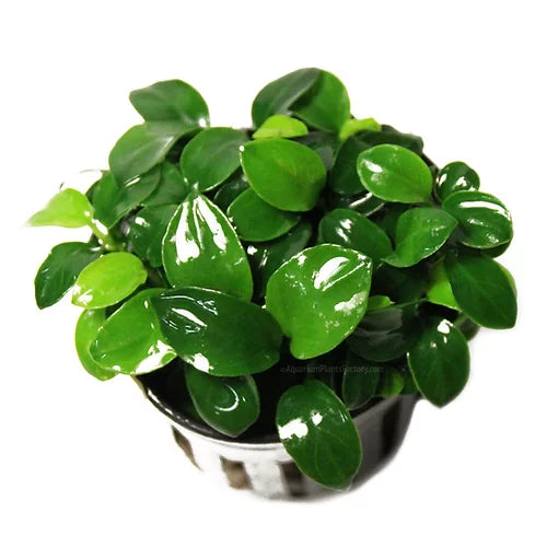 anubias barteri var. nana 'petite'