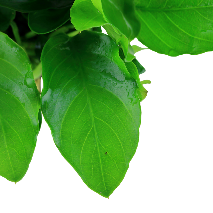 Anubias barteri var. nana 'Large'