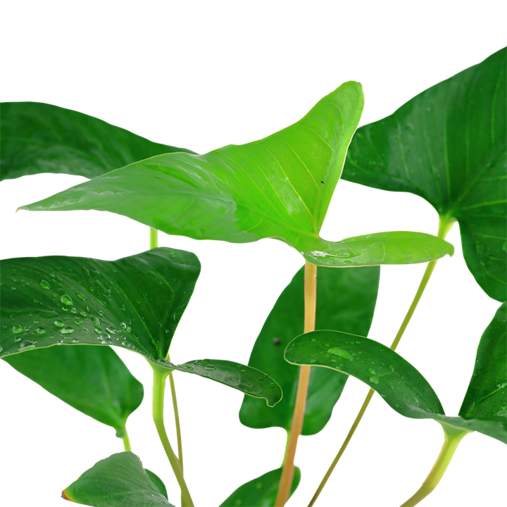 Anubias gracilis