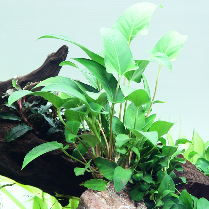 Anubias gracilis