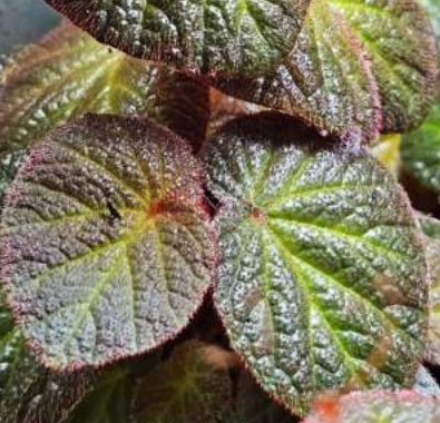 Begonia Manaus