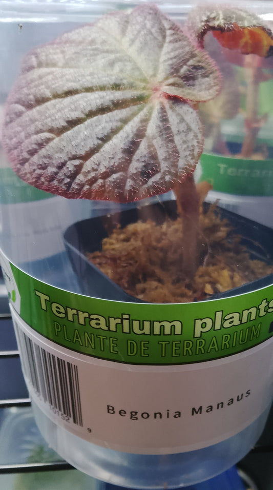 Begonia Manaus