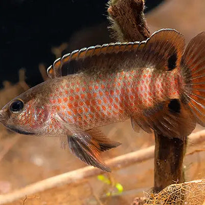 Badis singenensis (sp. Buxar)