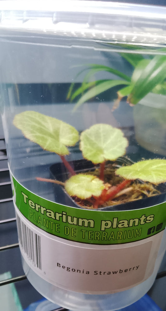 Begonia Strawberry