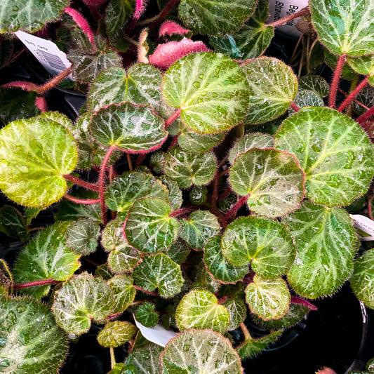 Begonia Strawberry