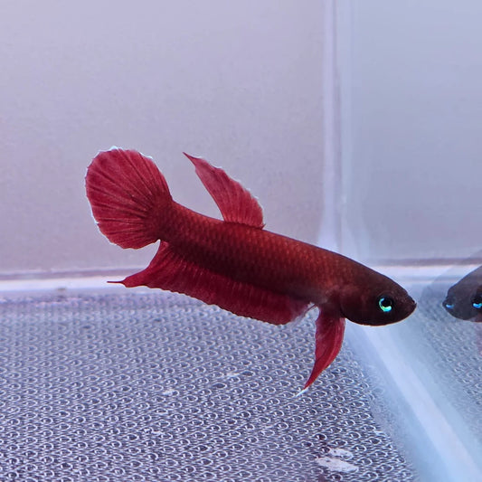 Betta Mulyadi - Pair