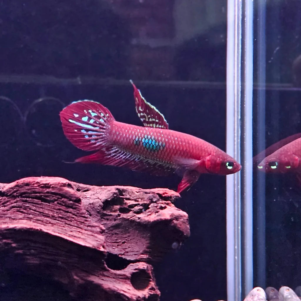 Betta Coccina - Pair