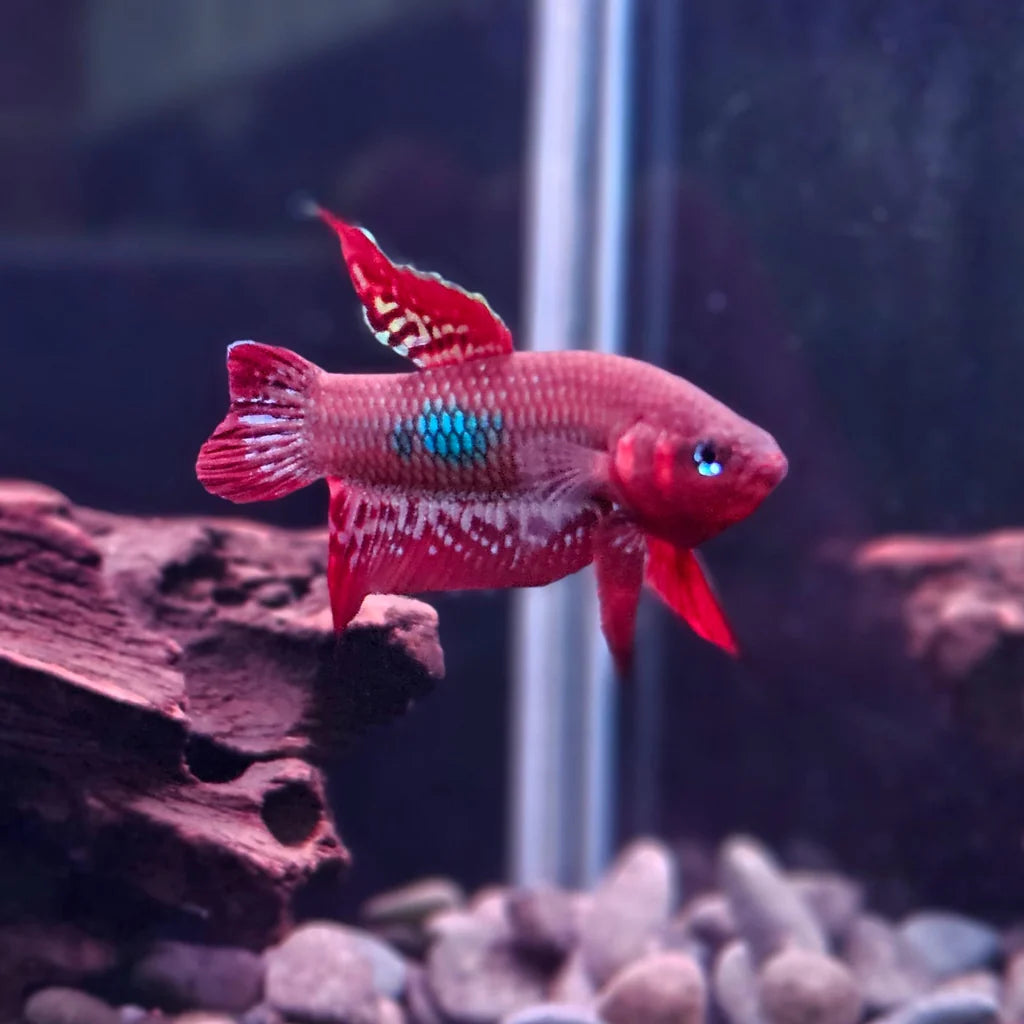 Betta Coccina - Pair
