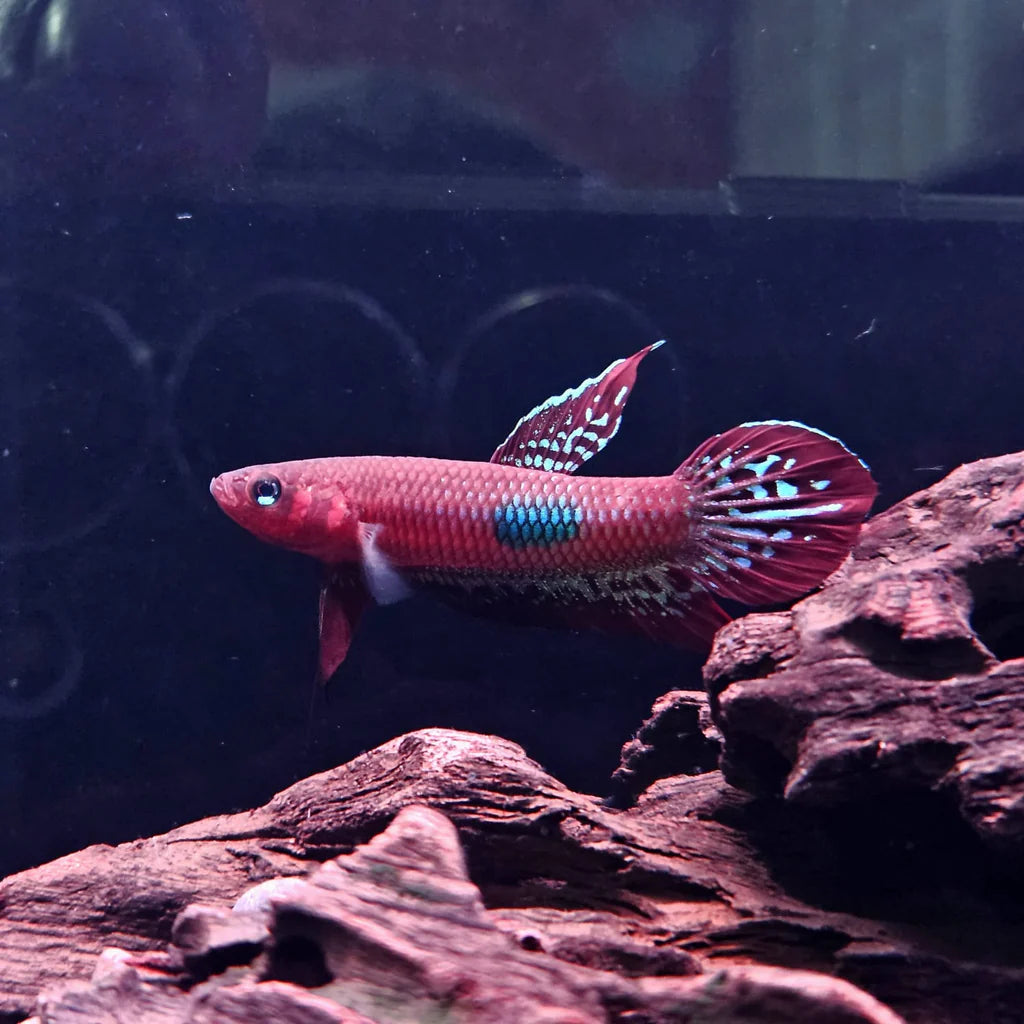 Betta Coccina - Pair