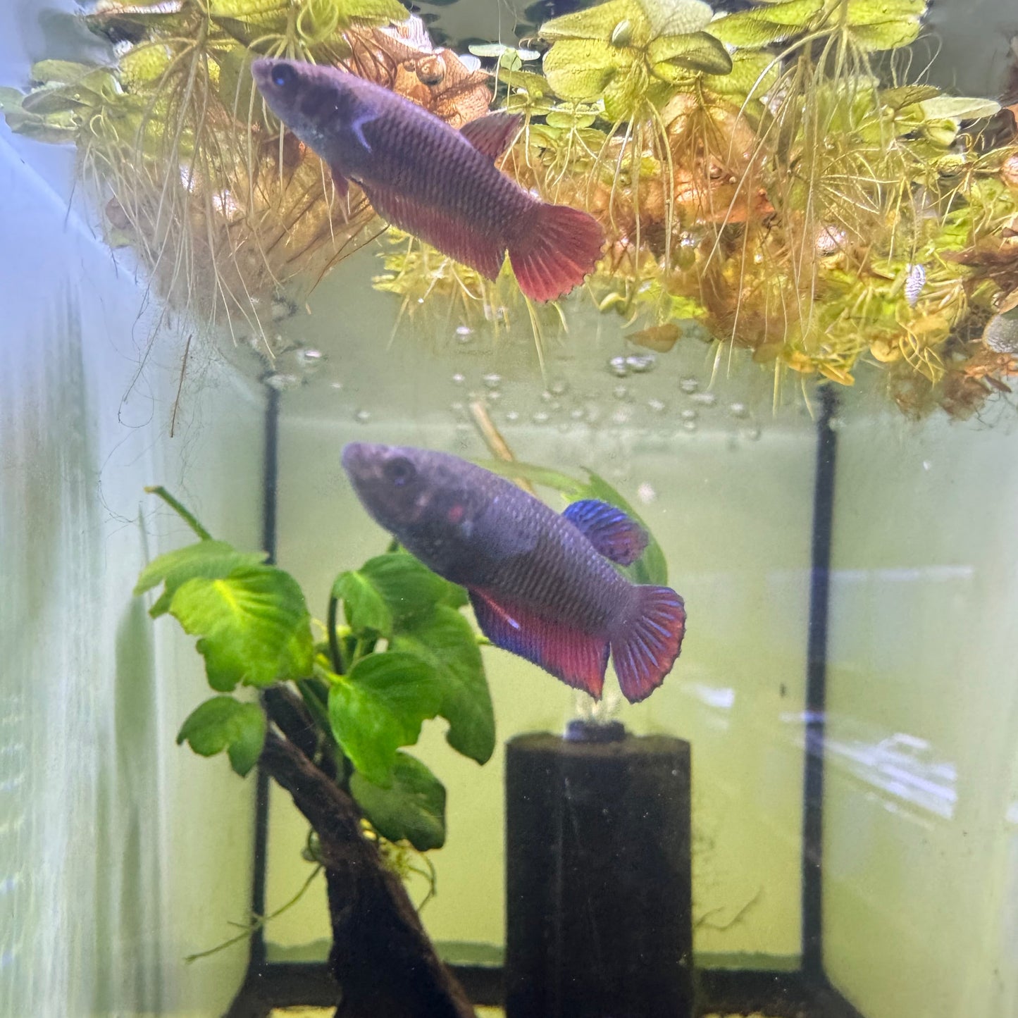 Betta Imbellis - Female