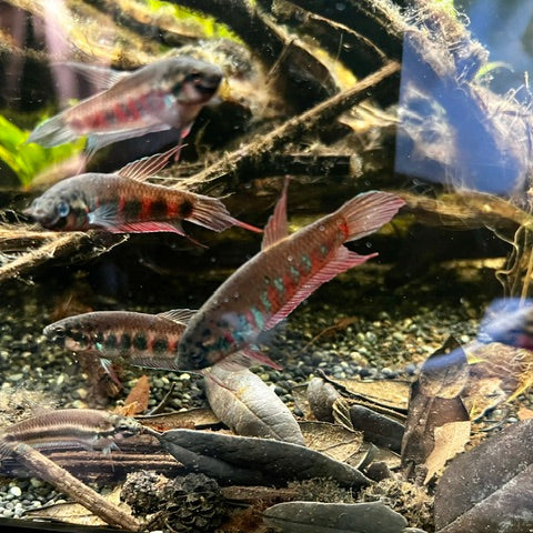 Betta Rubra - Pair