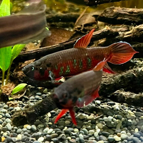 Betta Rubra - Pair
