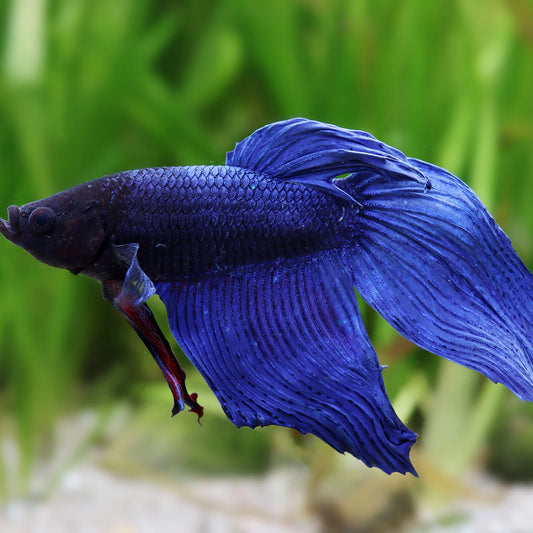 Betta Splenden - Male