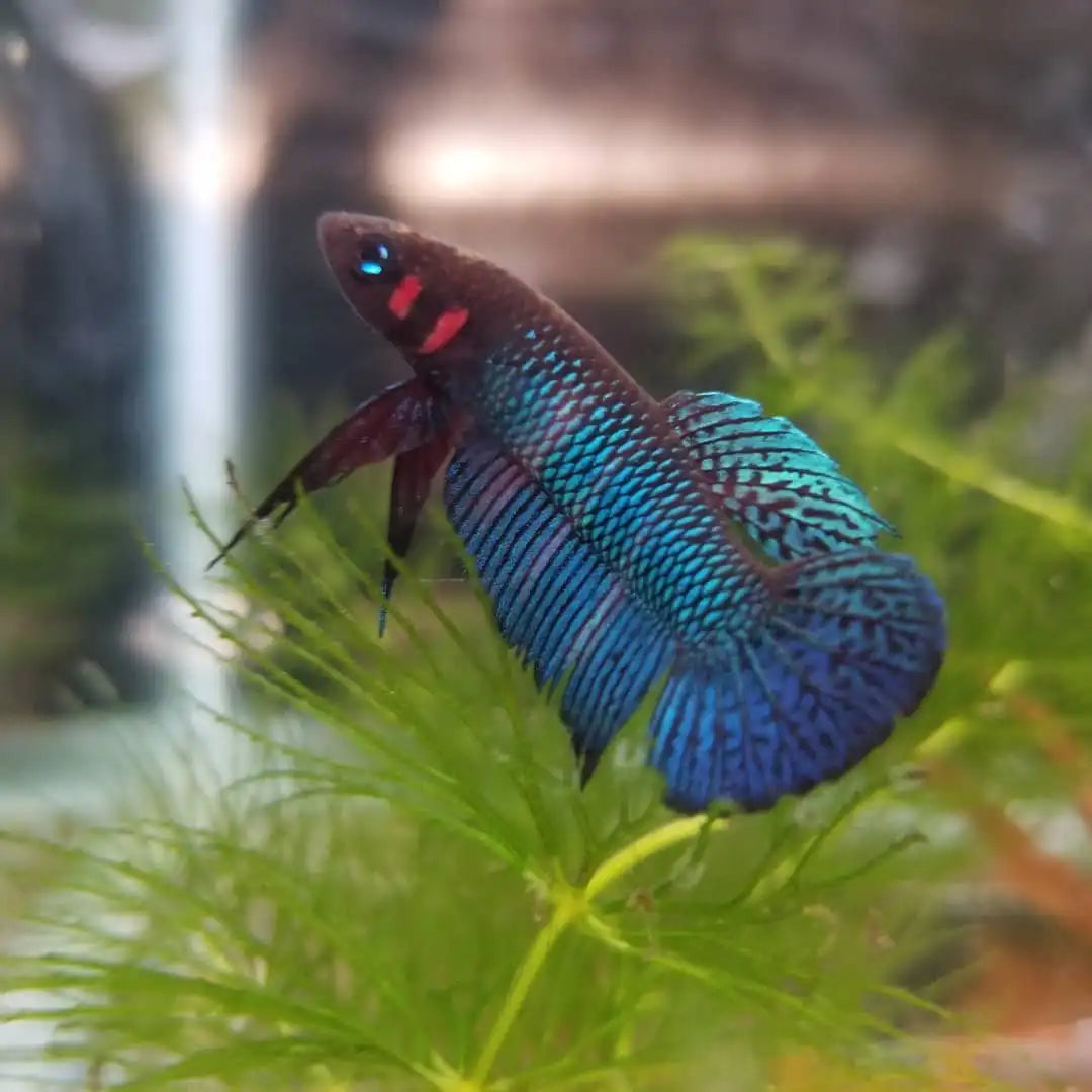 Betta Hendra - Pair