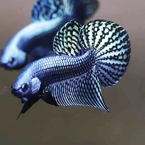 Betta Alien Steel Grey High quality Male
