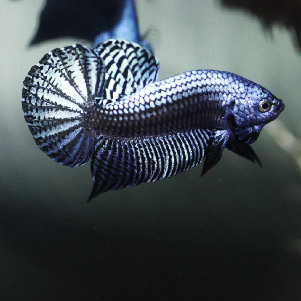 Betta Alien Steel Grey High quality Male