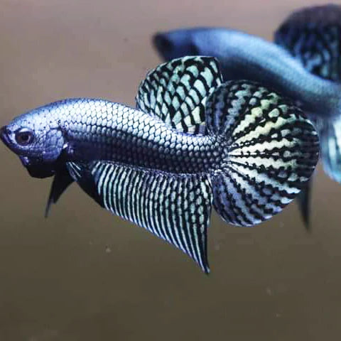 Betta Alien Steel Grey High quality Male