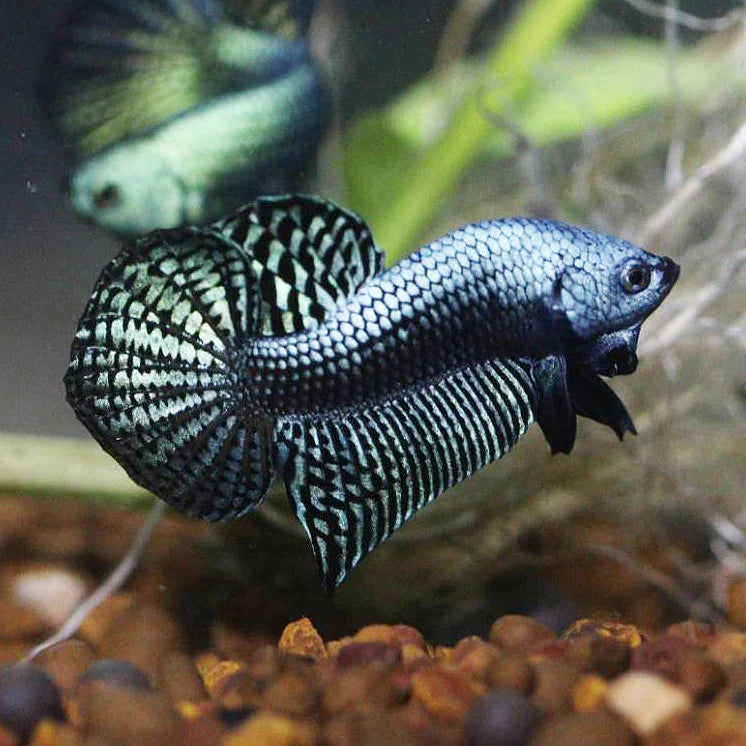 Betta Alien Steel Grey High quality Male