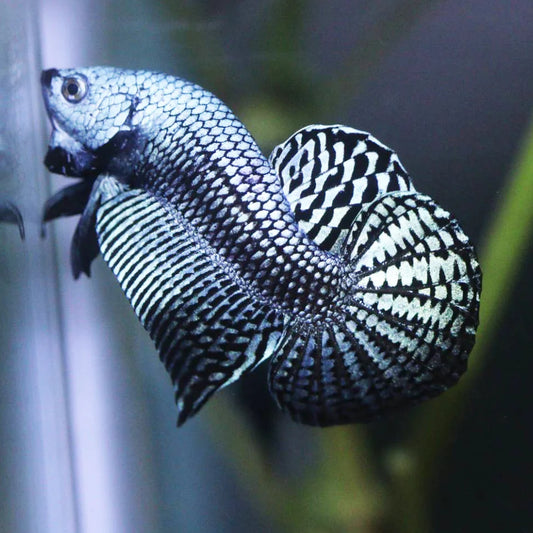 Betta Alien Steel Grey High quality Male
