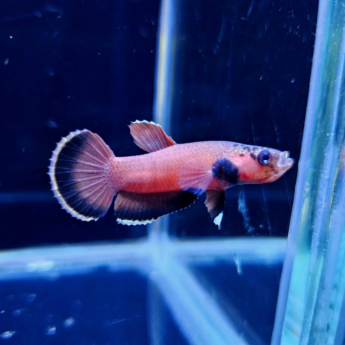 Betta Channoides (Snakehead Betta) - Pair