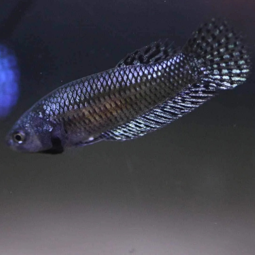 Betta Alien Steel Grey High quality - PAIR