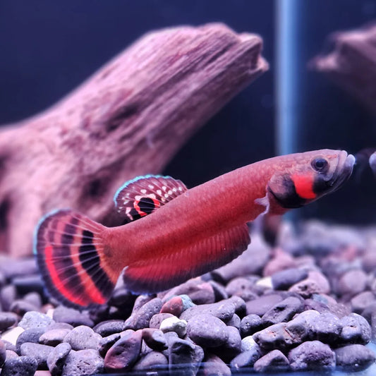 Betta Macrostoma - Pair 6-7cm