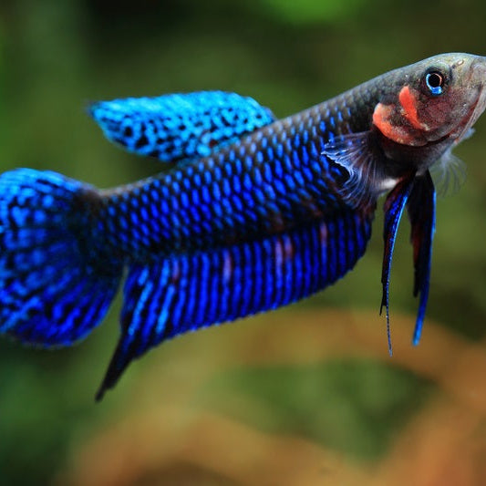 Betta Hendra - Pair