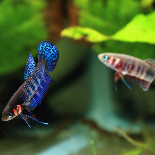 Betta Hendra - Pair