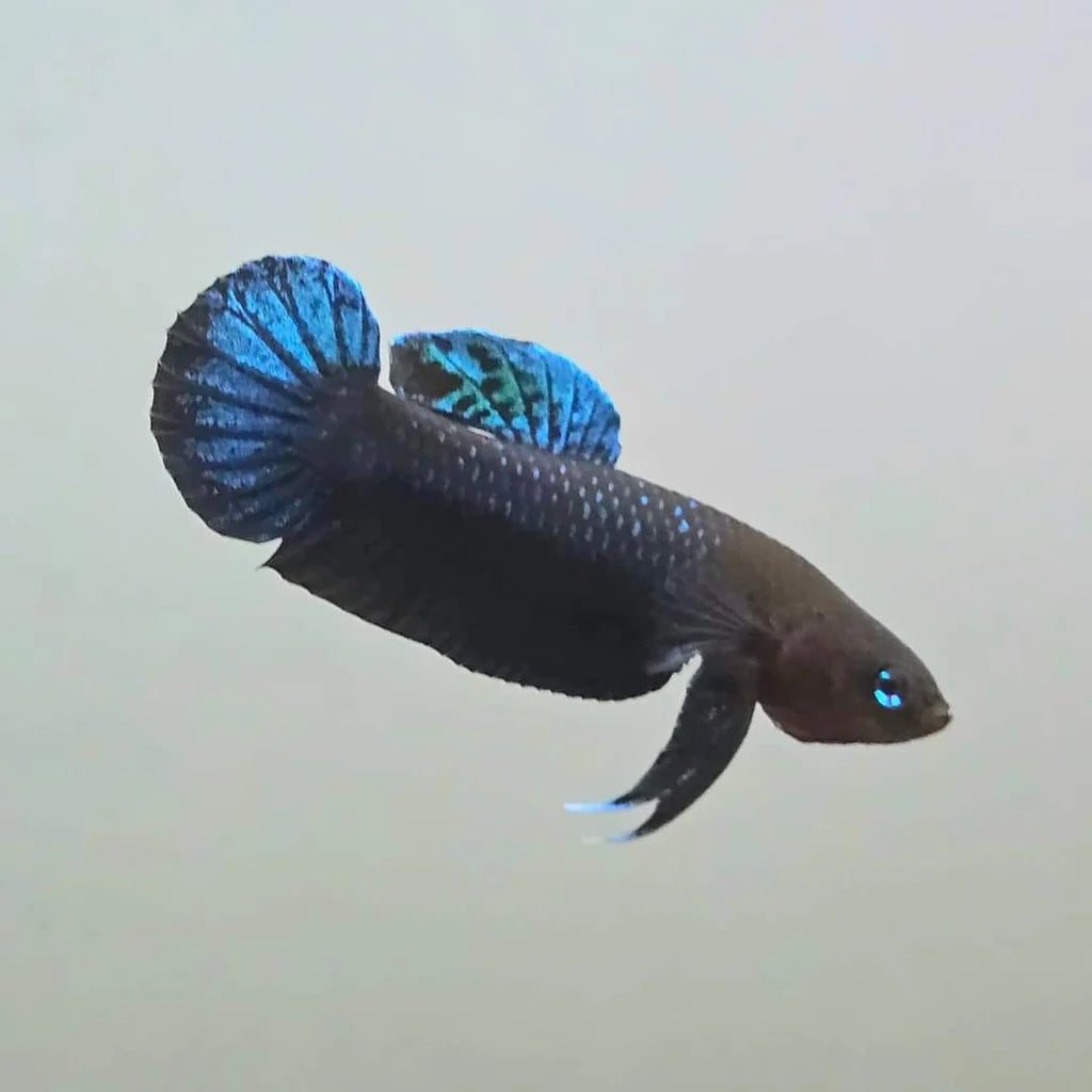 Betta Persephone - Pair