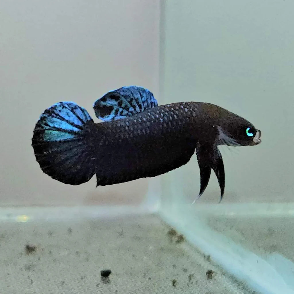 Betta Persephone - Pair