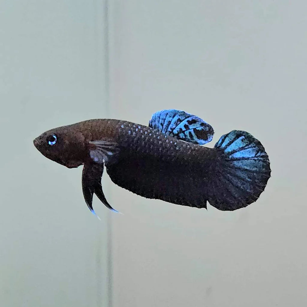 Betta Persephone - Pair