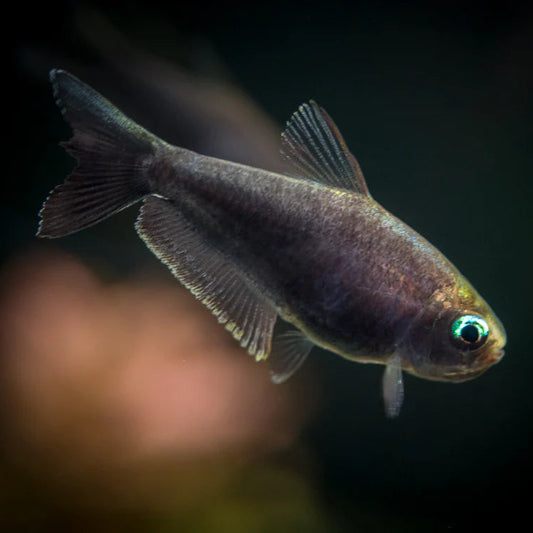 Black Emperor Tetra
