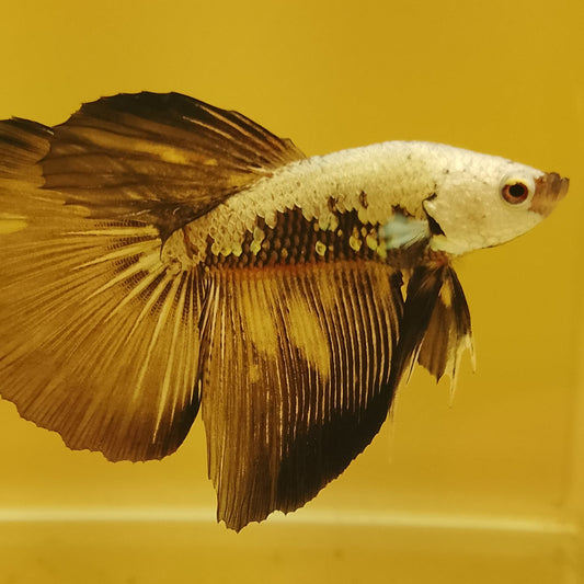 BLACK MAMBA BETTA - Pair