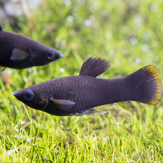 Black Molly (Poecilia sphenops)