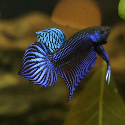 Wild Betta Blue Mahachaiensis Hybrid High quality Male