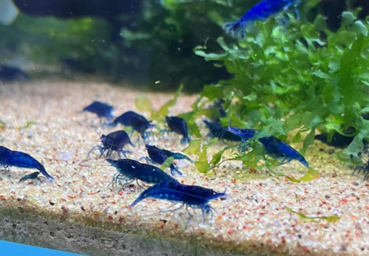 Blue Shrimp (Neocaridina)