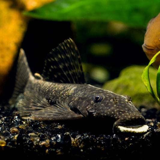 Pleco Ancistrus