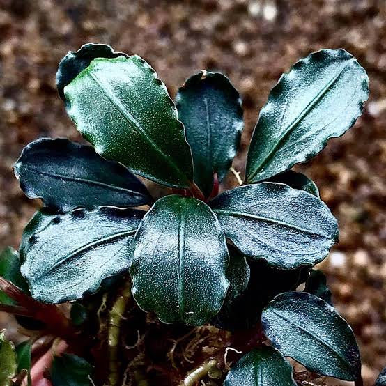 Bucephalandra Sp. Batang Kawa